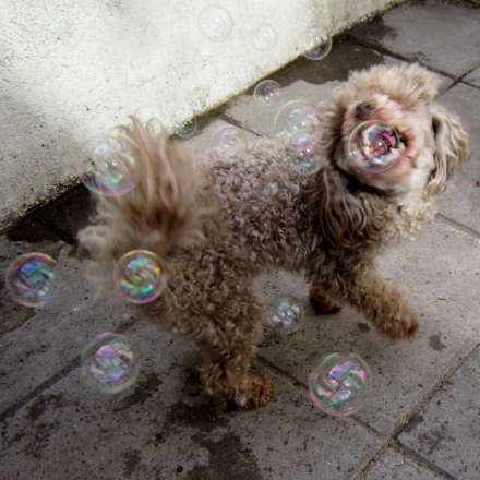 Pogo catching bubbles!