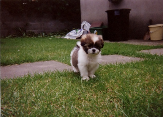 Puppy Munchy - 1996