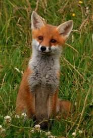 Fox (Photo by John Robinson)