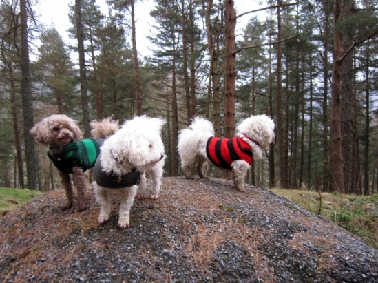 The Lads enjoying a hike in Wicklow Mountains
