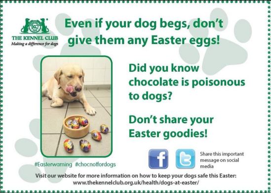No Chocolate for Dogs!