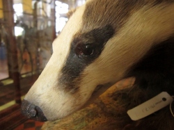 Stuffed Badger at The Dead Zoo